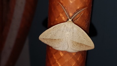 Lychnosea intermicata