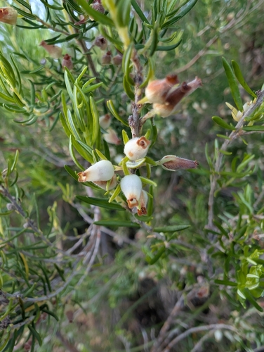Image of Erica afra by (c) Michael D. Pirie, some rights reserved (CC BY)