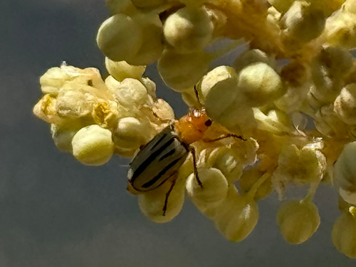 Triarius trivittatus