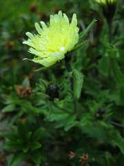 Schlagintweitia intybacea