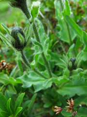 Schlagintweitia intybacea