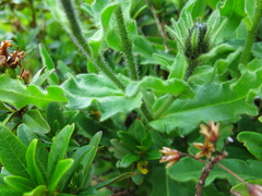 Schlagintweitia intybacea