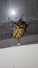 Dynastes tityus