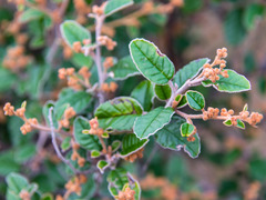 Pomaderris paniculosa