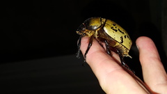 Dynastes tityus