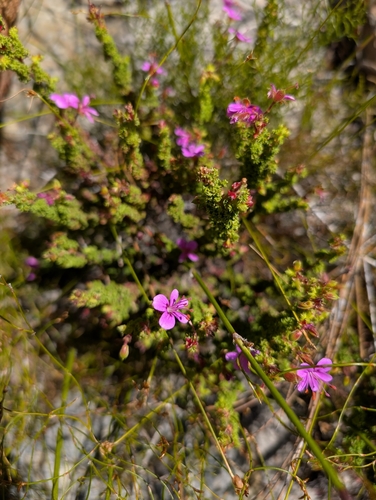 Image of Rose-Camphor Storksbill (Pelargonium englerianum) by (c) Michael D. Pirie, some rights reserved (CC BY)
