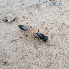 Sceliphron destillatorium