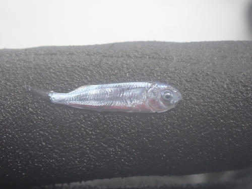 Blue silverside (Melanorhinus cyanellus) — Atherinopsidae — 2