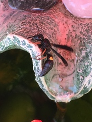 Ancistrocerus unifasciatus