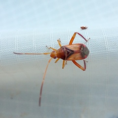 Pseudomegacoelum beckeri