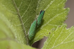 Graphocephala cythura