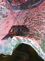 Ancistrocerus unifasciatus