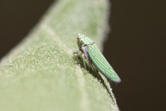 Graphocephala cythura