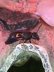 Ancistrocerus unifasciatus