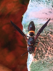 Ancistrocerus unifasciatus