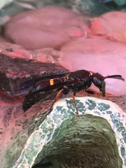Ancistrocerus unifasciatus