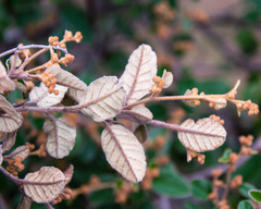 Pomaderris paniculosa