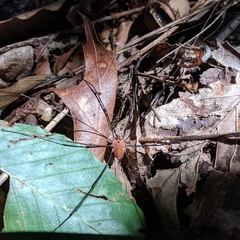 Leiobunum euserratipalpe