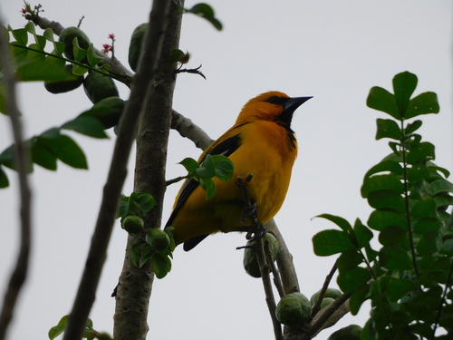 Yellow Oriole (Icterus nigrogularis), photo 7