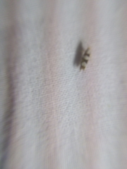 Argyresthia brockeella