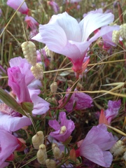 Clarkia rubicunda