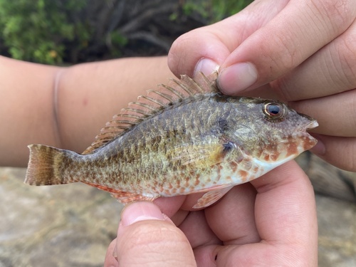 Blisterside (Sparisoma chrysopterum) — Scaridae — 3