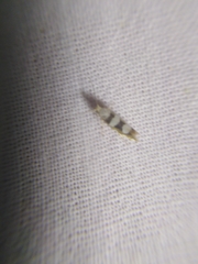Argyresthia brockeella