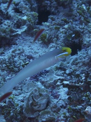 Valenciennea strigata