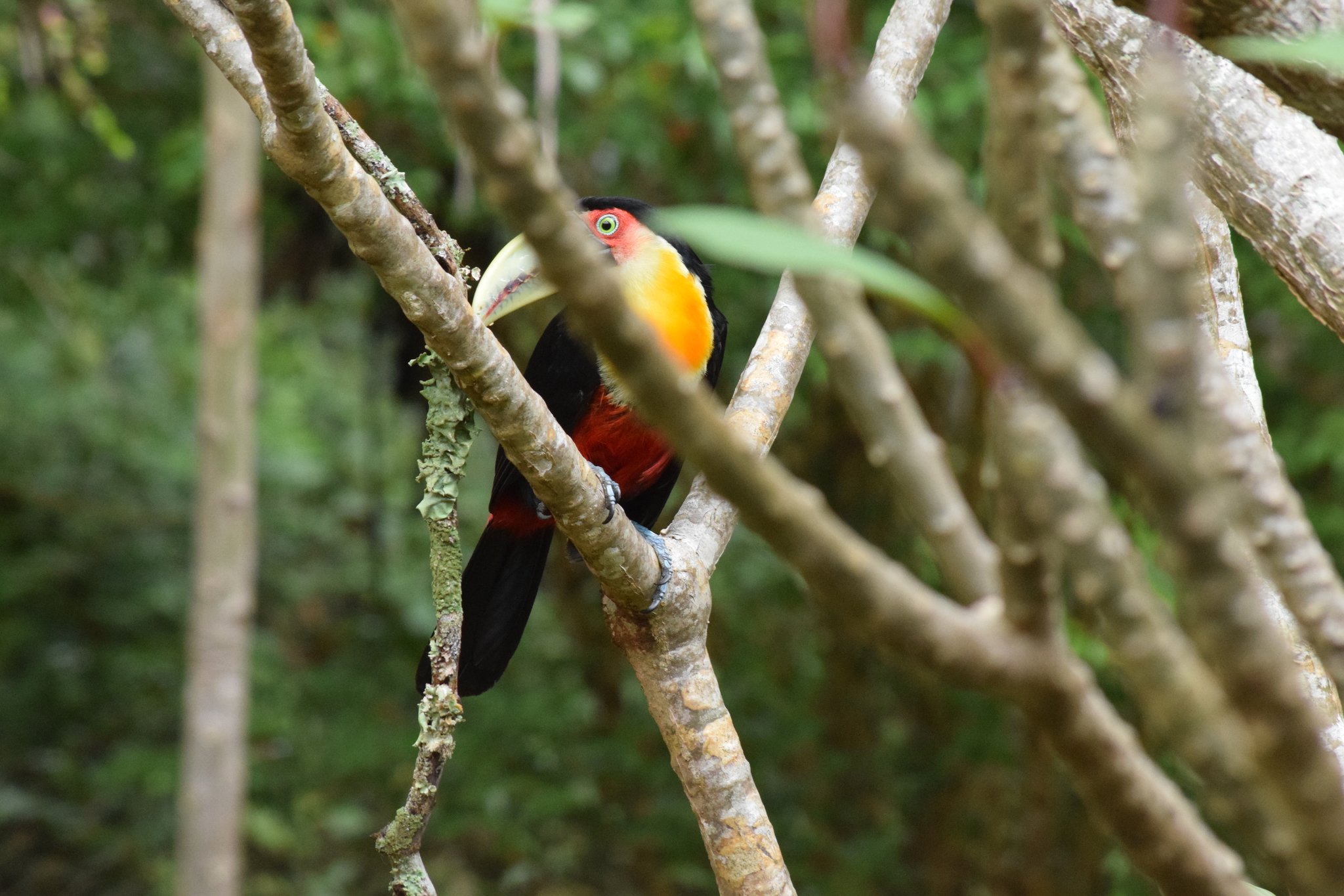 Red-breasted Toucan (Ramphastos dicolorus)