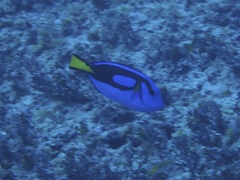 Paracanthurus hepatus