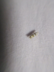 Argyresthia brockeella
