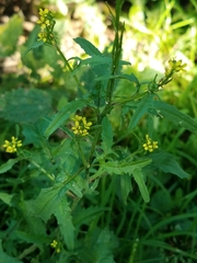 Sisymbrium officinale