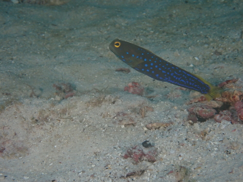 Panama jawfish (Opistognathus panamaensis) — Opistognathidae