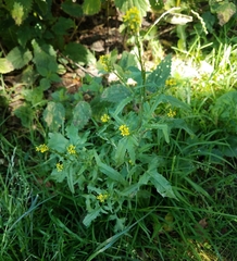Sisymbrium officinale