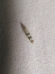 Argyresthia brockeella
