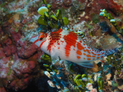 Cirrhitichthys falco