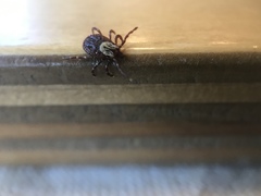 Dermacentor variabilis