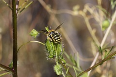 Anthidium edwardsii