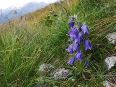 Campanula alpina