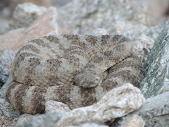 Crotalus tigris