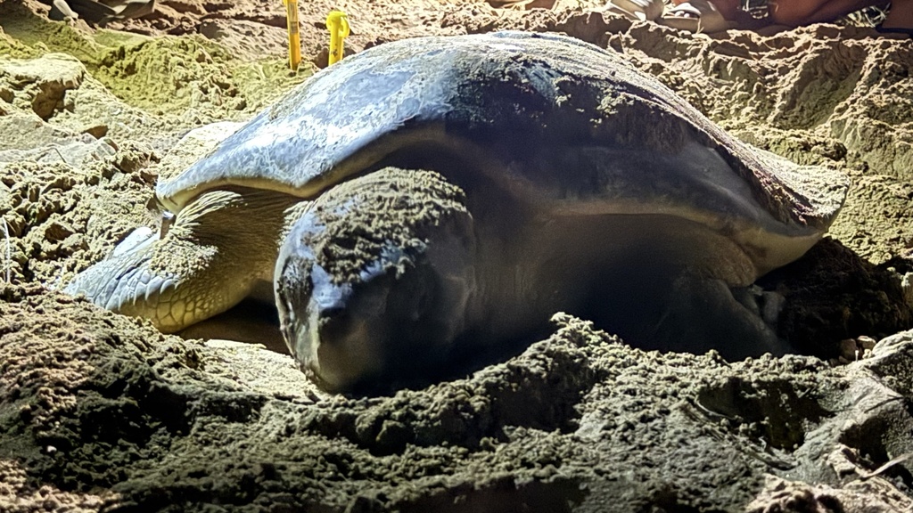 Flatback turtle resting on a nesting beach
