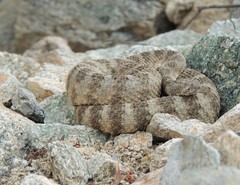 Crotalus tigris