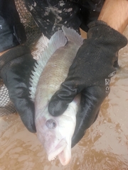 Tautogolabrus adspersus