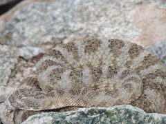 Crotalus tigris