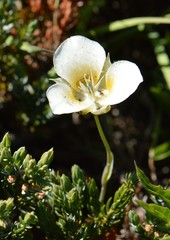 Calochortus subalpinus