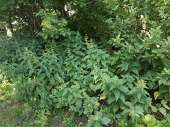 Urtica dioica