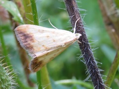 Evergestis extimalis