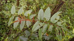 Decatropis bicolor