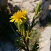 בן-טיון בשרני - Photo (c) Jakob Fahr,  זכויות יוצרים חלקיות (CC BY-NC), הועלה על ידי Jakob Fahr