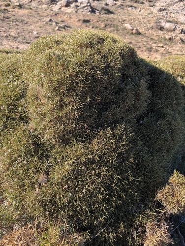 Echinospartum boissieri